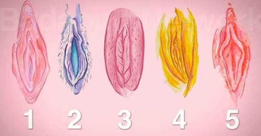 Tipos de vulva