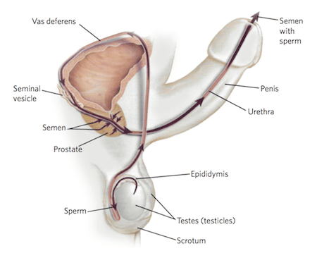 eyaculacion seca causas